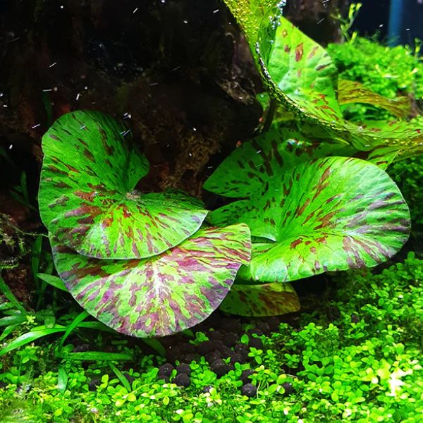aquatic tiger lily Green Tiger Lily – LM Pet Shop
