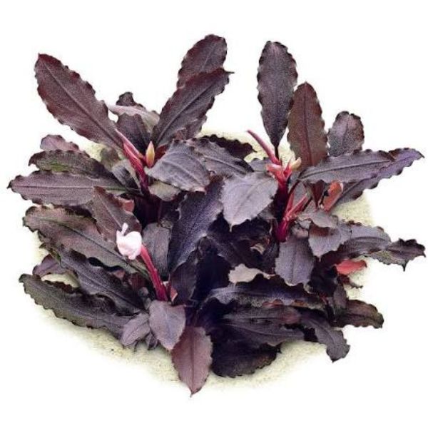 Bucephalandra 'Purple' – LM Pet Shop