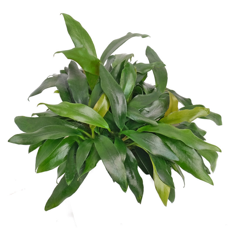 dragon claw succulent ANUBIAS DRAGON CLAW PLANT – LM Pet Shop