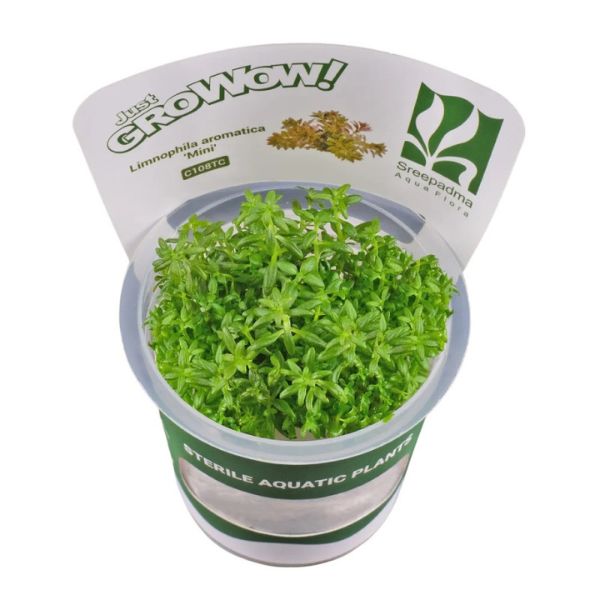 Limnophila Aquatica dwarf Growow TC