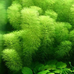 Limnophila Aquatica dwarf Growow TC