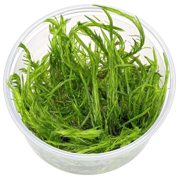 Mayaca fluviatilis TC Growow