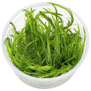 Mayaca fluviatilis TC Growow