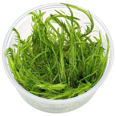 Mayaca fluviatilis TC Growow