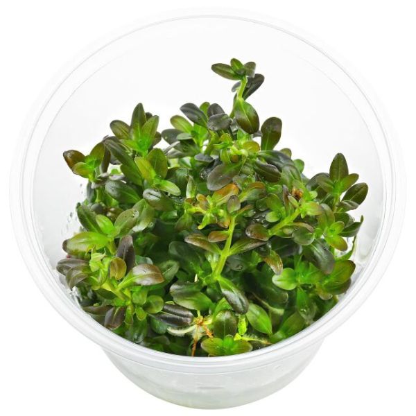 Cuphea anagalloidea TC Growow