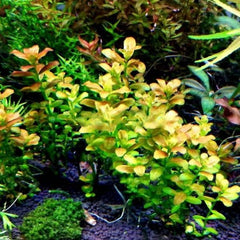 Cuphea anagalloidea TC Growow