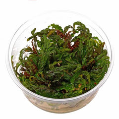 Hygrophila pinnatifida TC Growow