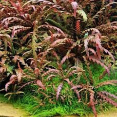 Hygrophila pinnatifida TC Growow