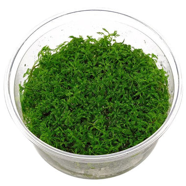 Myriophyllum mattogrossense TC Growow