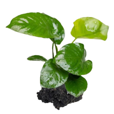 Anubias Broad Leaf on Rock