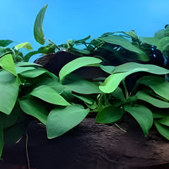 Anubias Broad Leaf on Rock