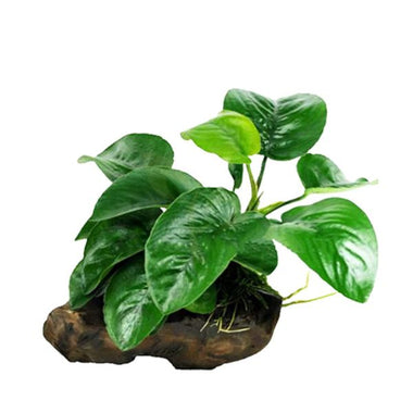 Anubias Butterfly on Rock