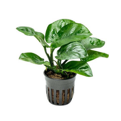 Anubias Butterfly Pot