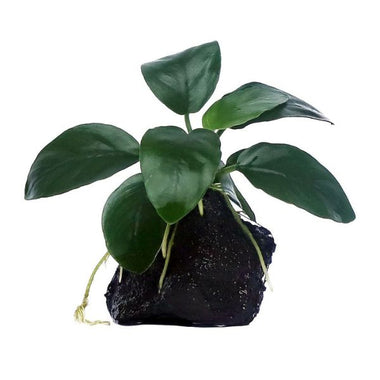 Anubias Long Wavy Plant on Rock