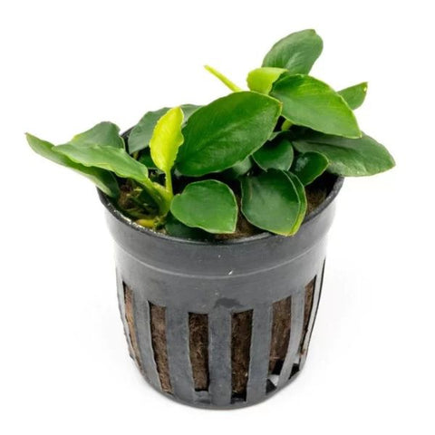 Anubias Long Wavy Pot