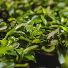 Anubias Long Wavy on Rock