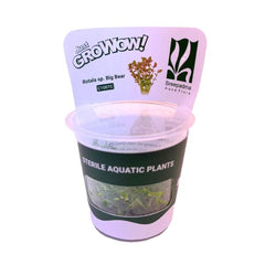 Rotala s.p big bear Growow