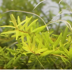 Rotala s.p big bear Growow