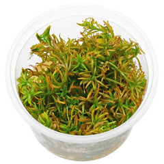 Rotala Mexicana Goias TC Growow