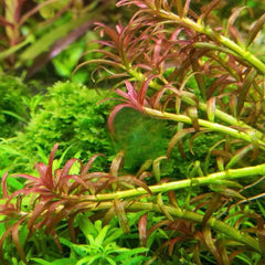 Rotala Mexicana Goias TC Growow