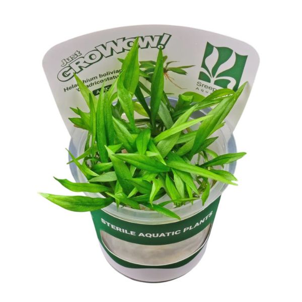 Helanthium bolivianum Quadricostatus TC Growow