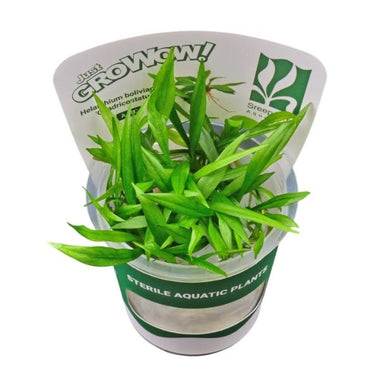 Helanthium bolivianum Quadricostatus TC Growow