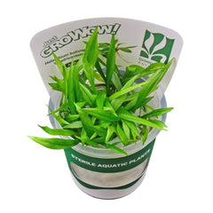 Helanthium bolivianum Quadricostatus TC Growow