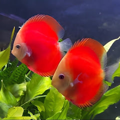 Red Melon Discus