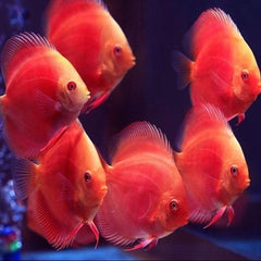 Red Melon Discus