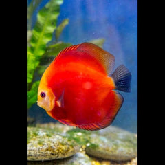 Red Melon Discus