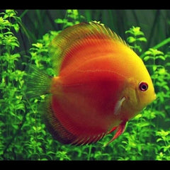Red Melon Discus