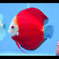 Red Melon Discus