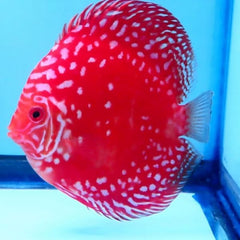 Marlboro Red Discus