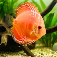 Marlboro Red Discus