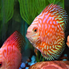 Marlboro Red Discus