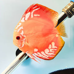 Marlboro Red Discus