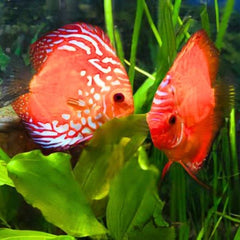 Marlboro Red Discus