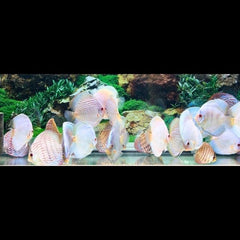 White Butterfly Red Discus