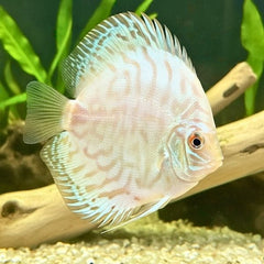 White Butterfly Red Discus