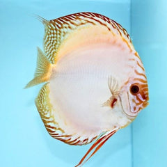 White Butterfly Red Discus