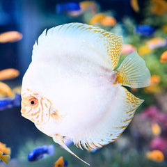 White Butterfly Red Discus