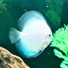 Snow White Discus
