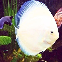 Snow White Discus