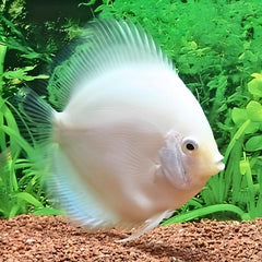Snow White Discus