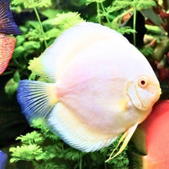 Snow White Discus