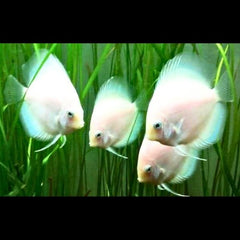 Snow White Discus