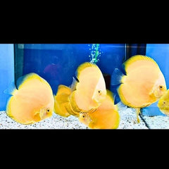 Golden Discus