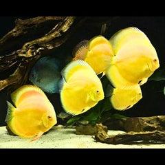Golden Discus