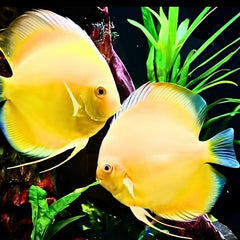 Golden Discus