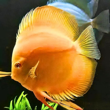 Golden Discus